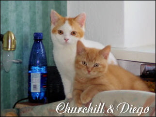 10 Churchill und Diego