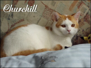 11 Churchill