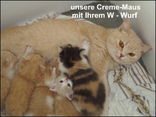 12 Creme Maus mit W-Wurf 