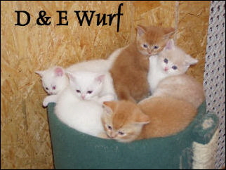 13 D und E Wurf