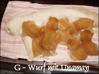 14 G-Wurf mit Unamay