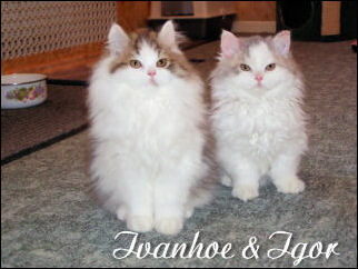 16 Ivanhoe und Igor