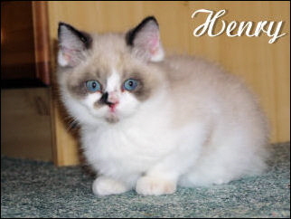 17 Henry klein