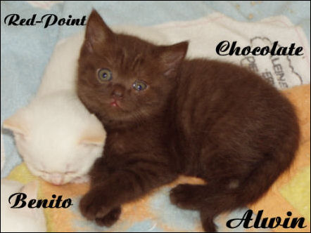 Benito & Alwin