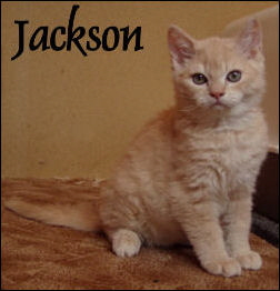 20 Jackson