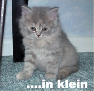 23 Klrchen klein