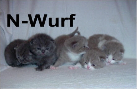 28 N - Wurf
