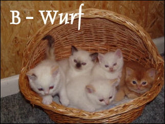 3 B - Wurf