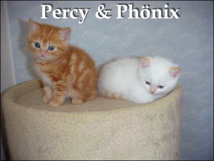34 Percy & Phnix