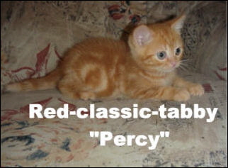 37 Percy