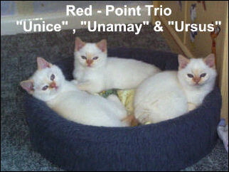 39 Trio