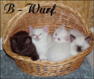 40 B-Wurf