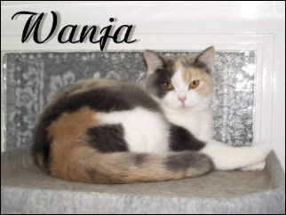 Wanjy gro