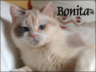 Bonita