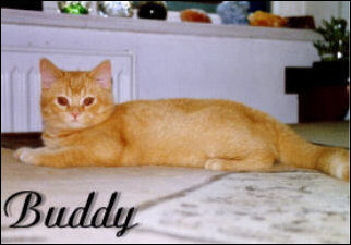 6 Buddy gro