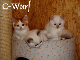 7 C - Wurf