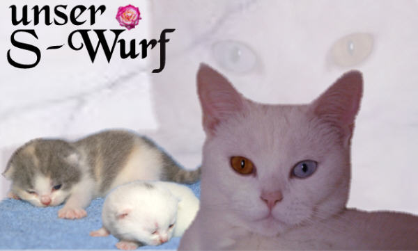 S-Wurf Banner