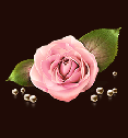 Brown-Bild-Rose