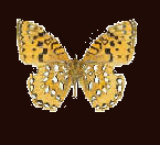Brown-Schmetterling