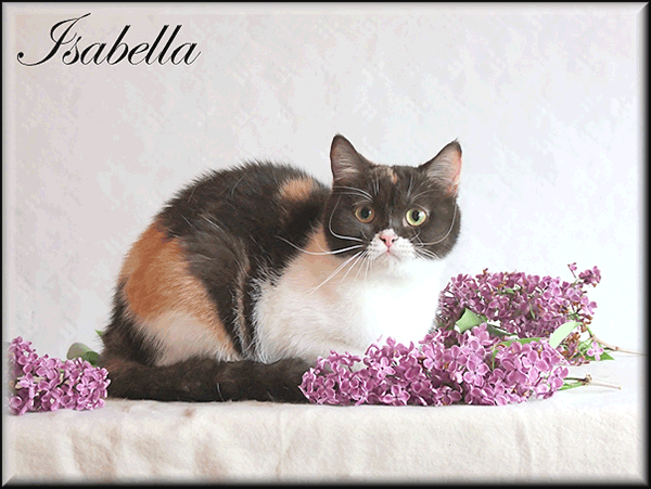 Isabella