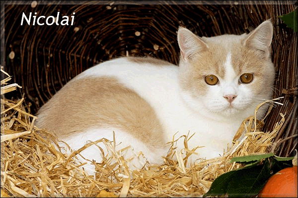 Nicolai