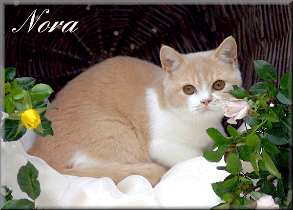 Nora