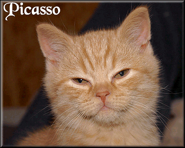 Picasso