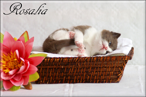Rosalia