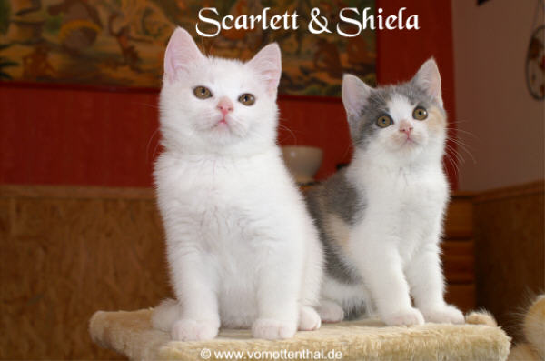Scarlett & Shiela vom Ottenthal