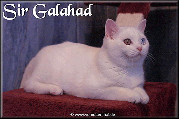 Sir Galahad