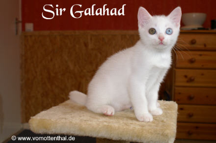 Sir Galahad vom Ottenthal