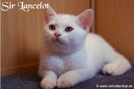 Sir Lancelot vom Ottenthal