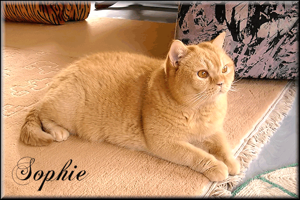 Sophie