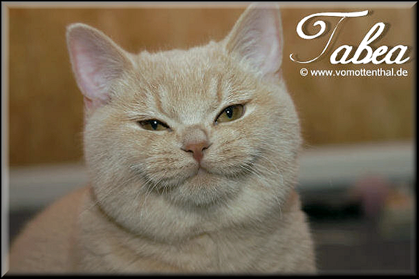 Tabea