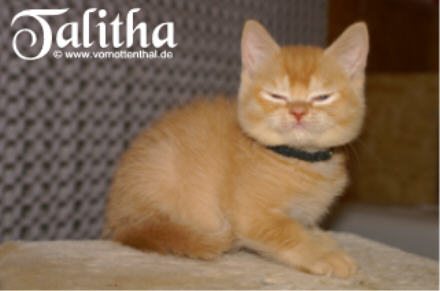 Talitha vom Ottenthal