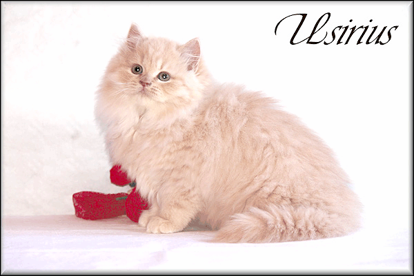 Usirius