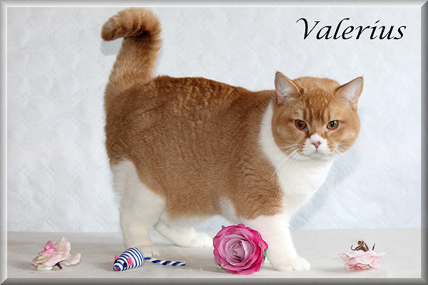 Valerius