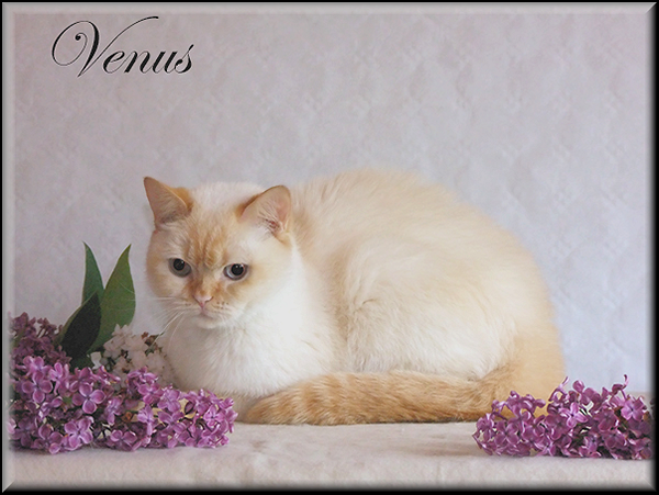 Venus