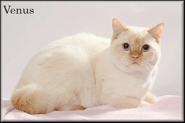 Venus