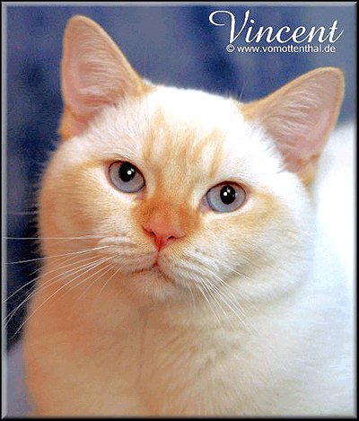 Vincent