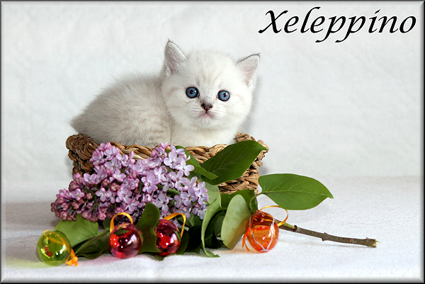 Xeleppino
