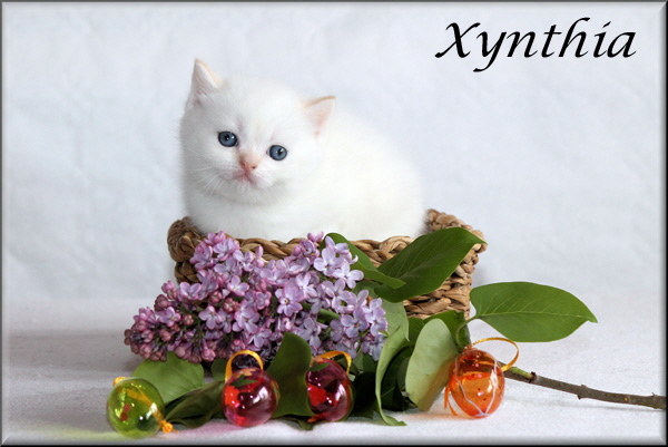 Xynthia vom Ottenthal