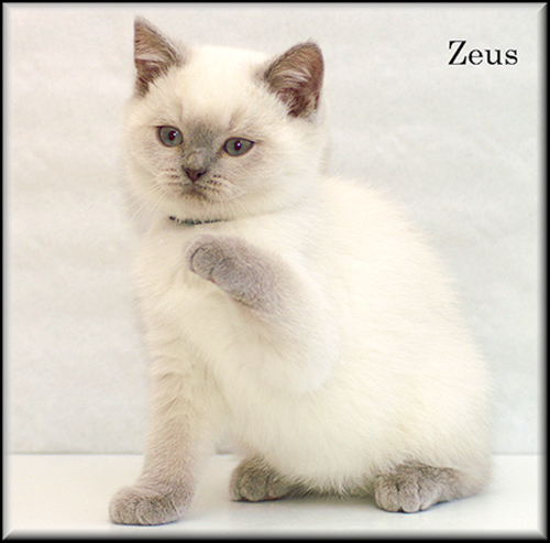 Zeus