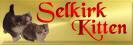 Selkirk - Kitten