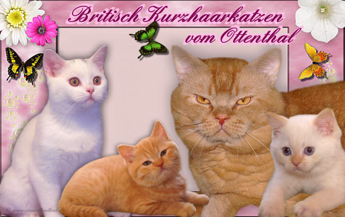 BKH vom Ottenthal
